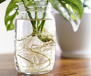 Monstera roots in water