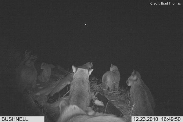 Clan of cougars caught on camera near Wenatchee, Washington. Credit: Brad Thomas