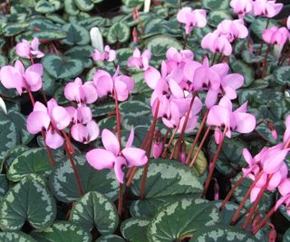 types of cyclamen coum with marble leaves