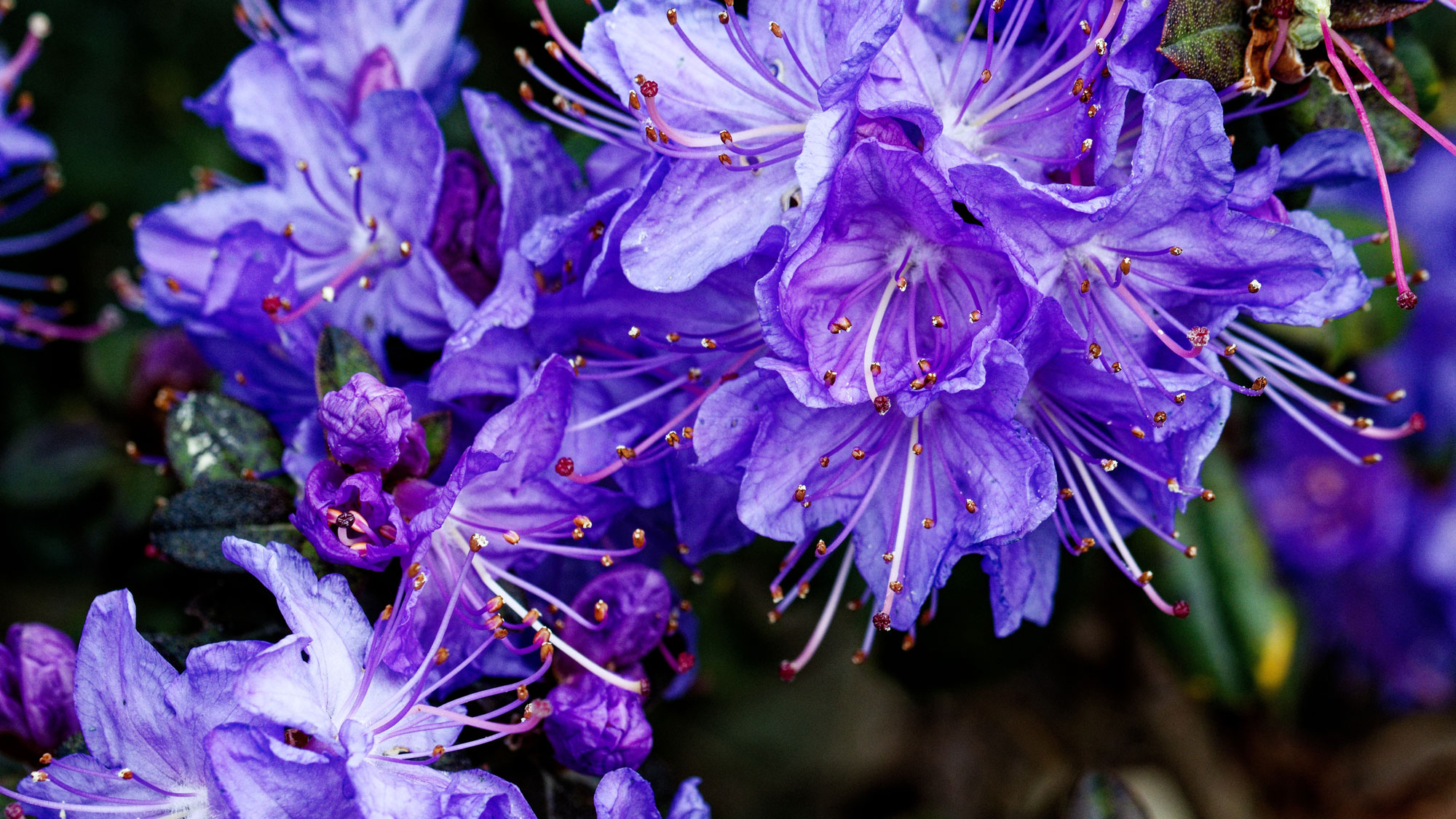 rhododendron Blue Diamond flowers that look blue-purple