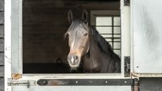 Horse prone to laminitis looking over stable door