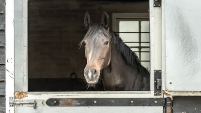 Horse prone to laminitis looking over stable door
