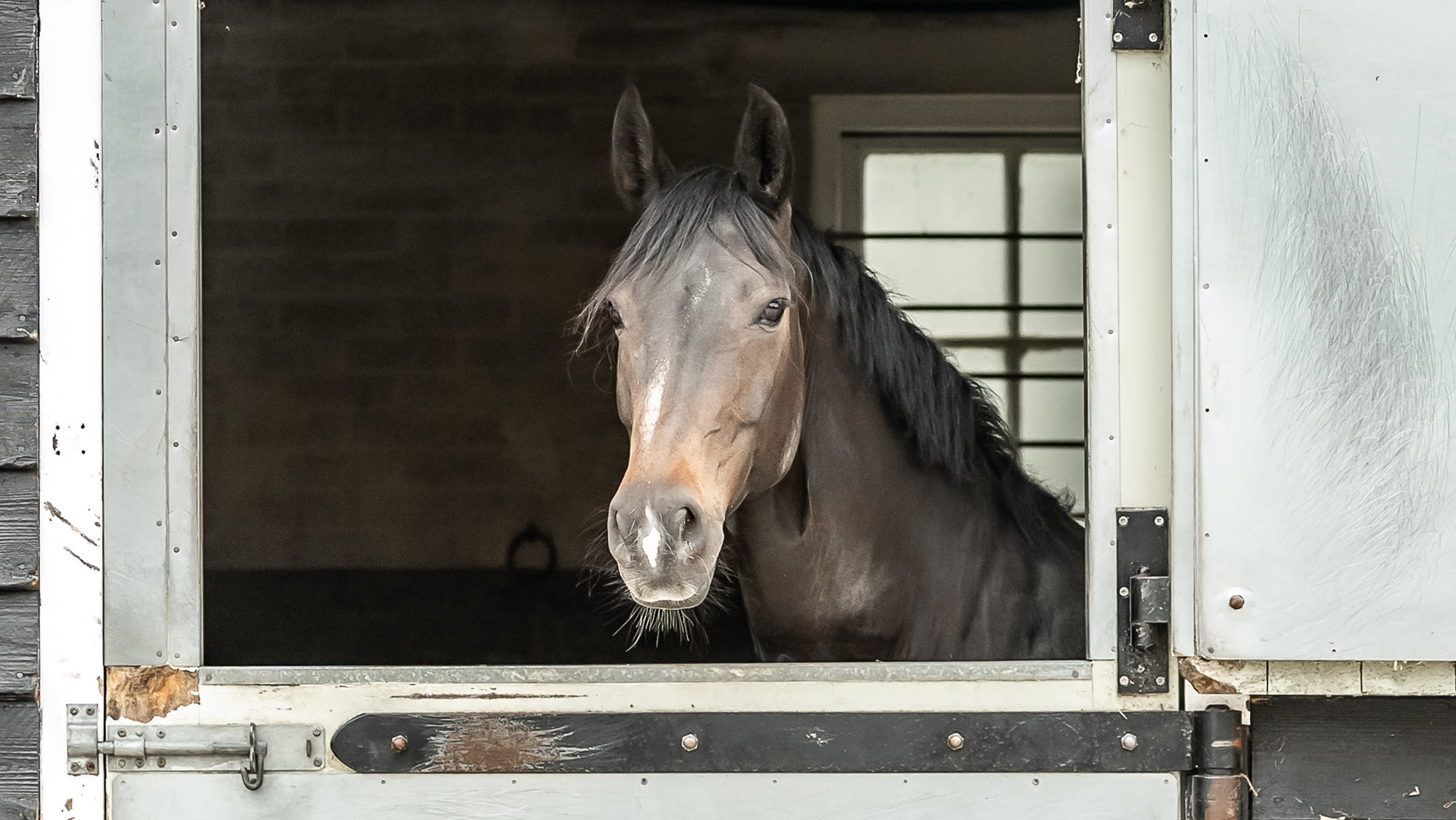 Horse prone to laminitis looking over stable door