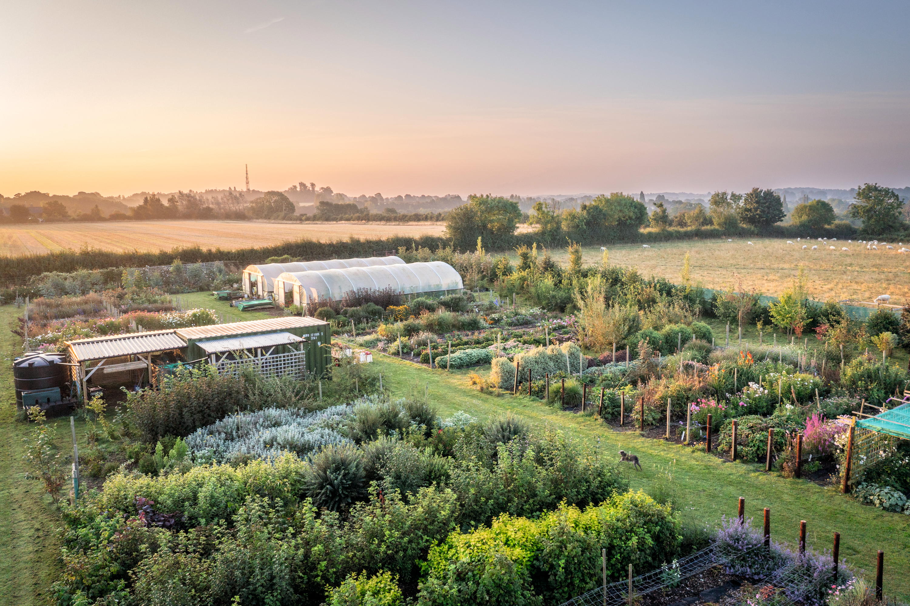 Chippy Flower Farm in Oxfordshire
