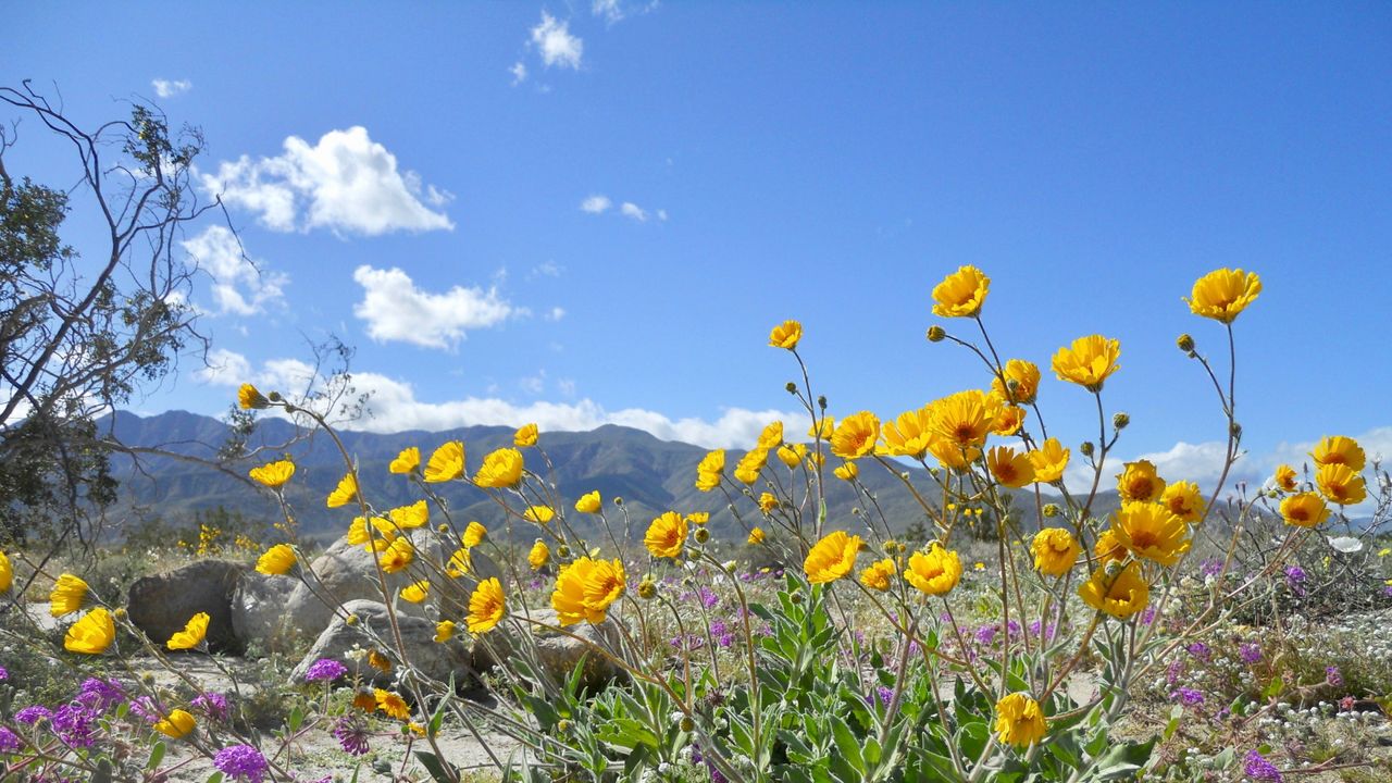 Desert flora from California with yellow flowers