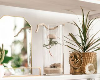 air plant hanging in a shell inside a glass containers
