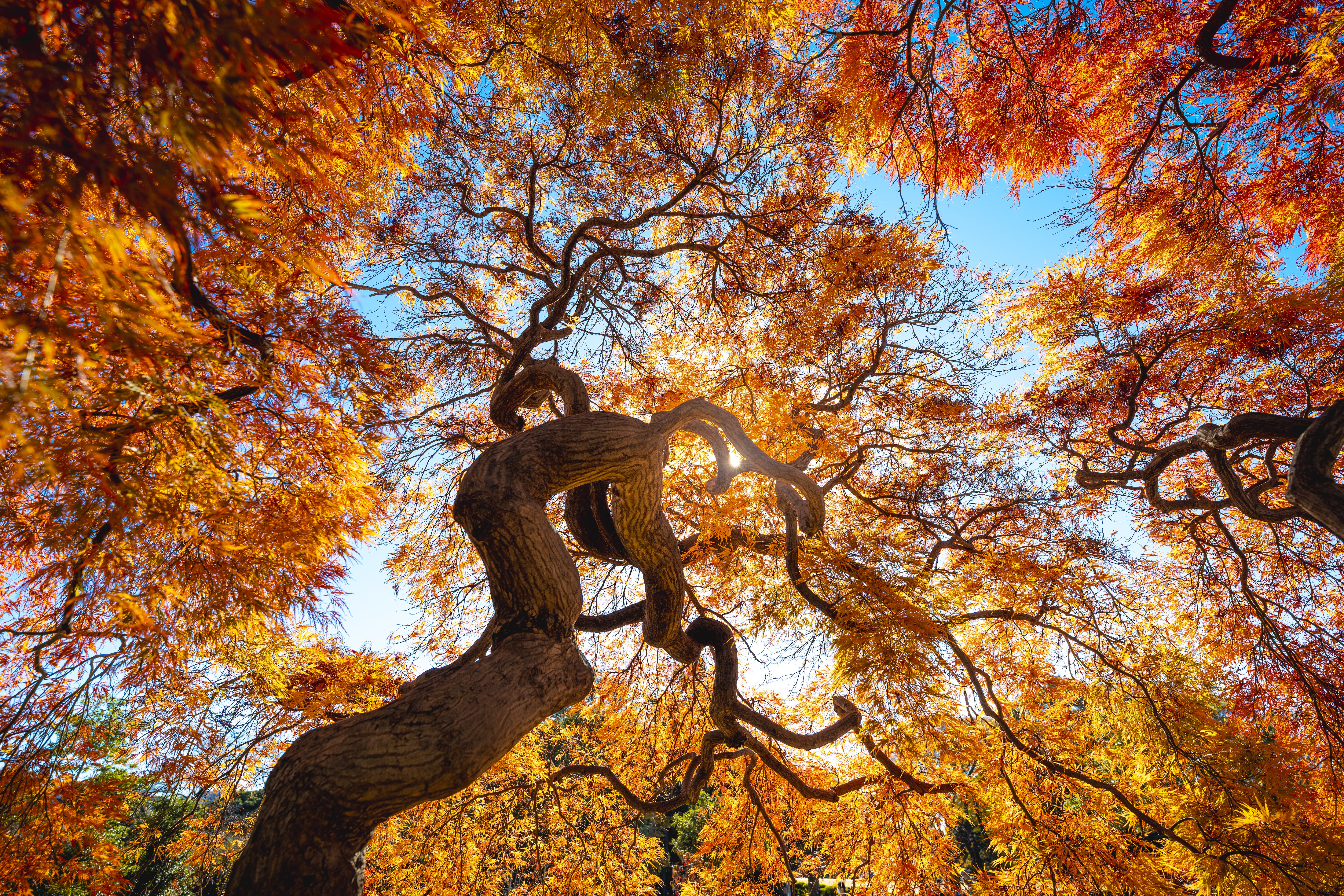 Upward shot of a Japanese maple tree