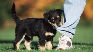 Black and brown puppy chewing on someone's jeans 