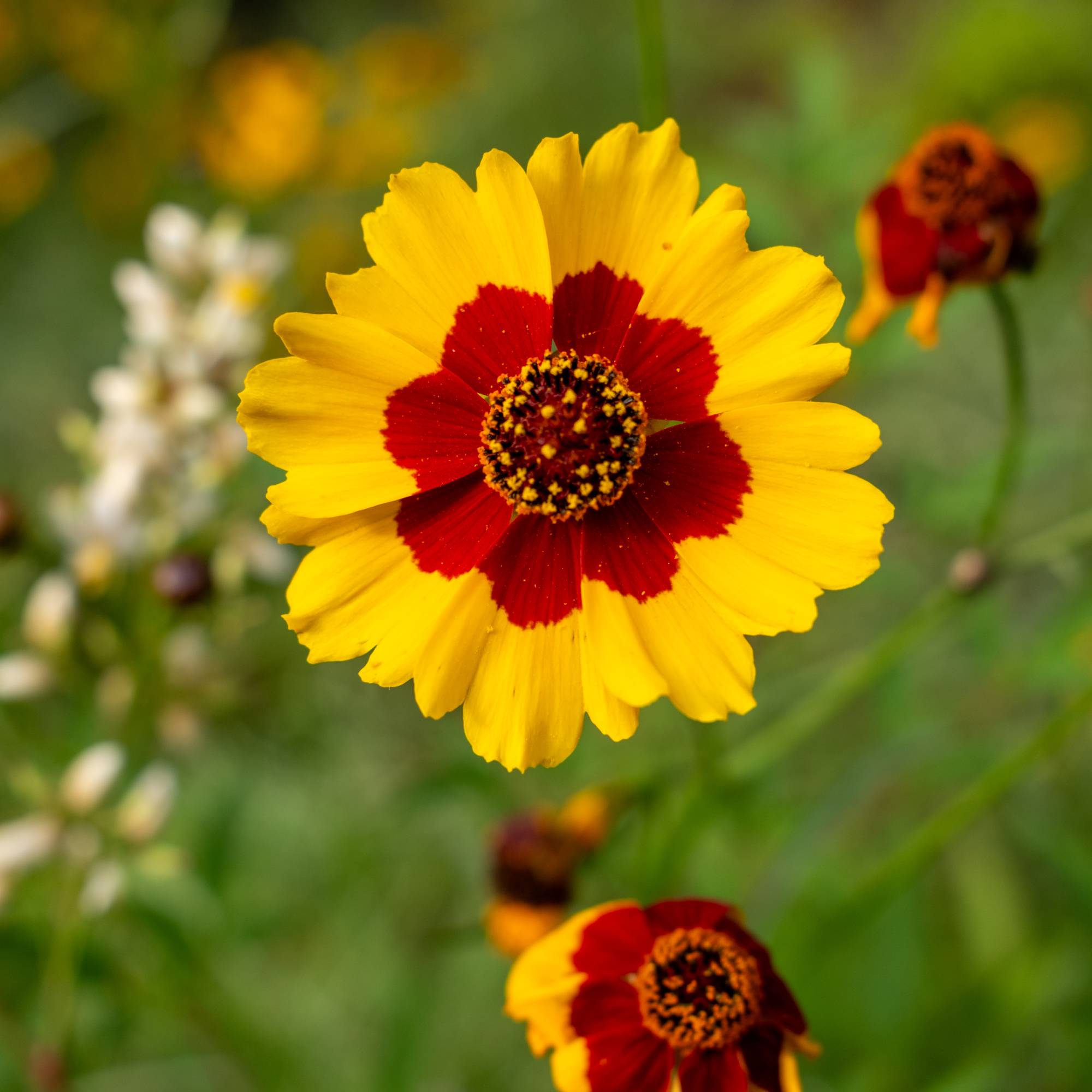 Close up of corepsis tickseed flower