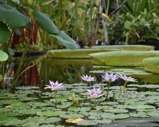 water lilies on a pond surface