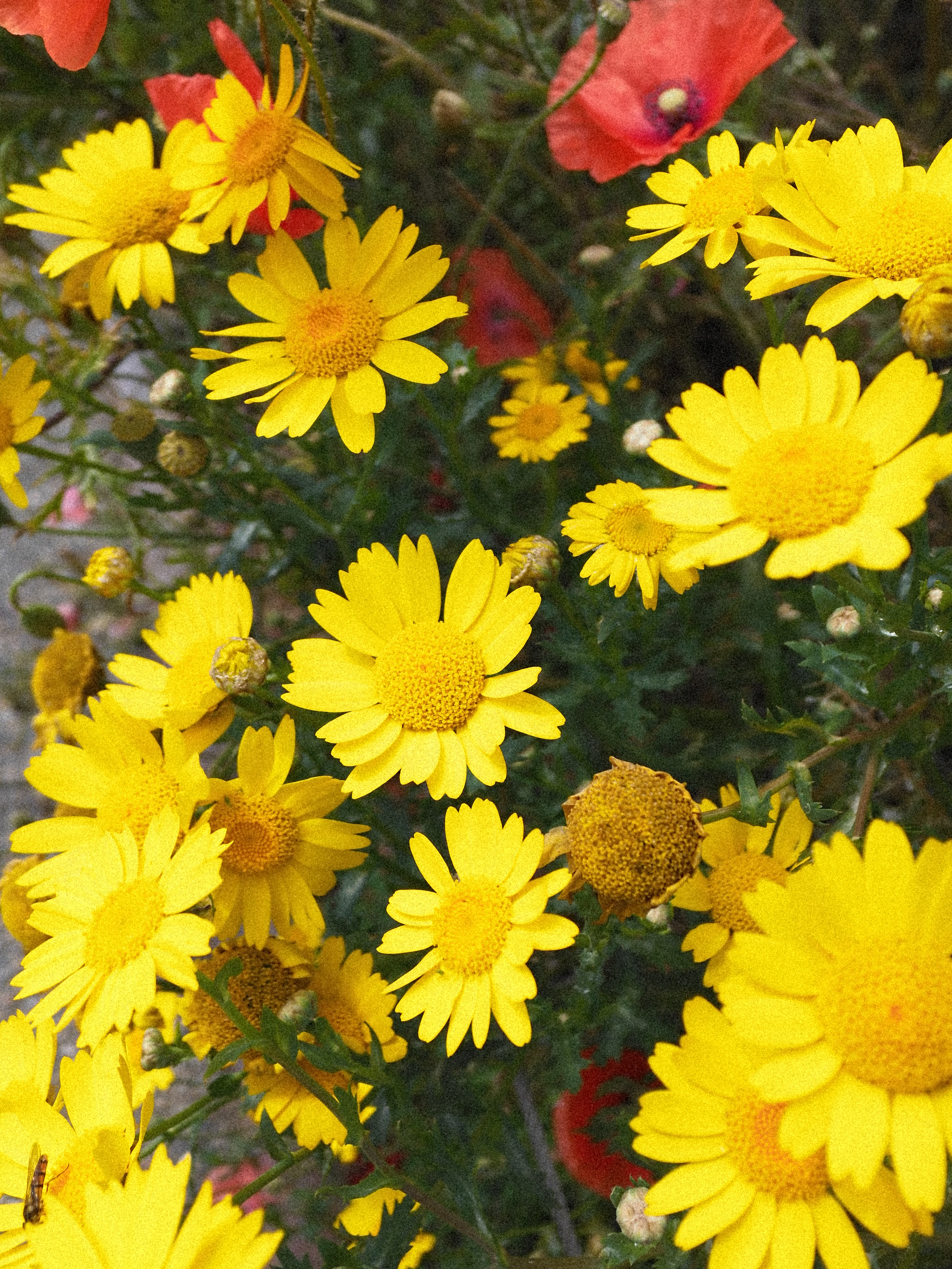 Close up of yellow flowers