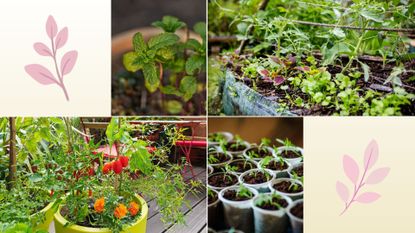 composite of mint, vegetable patch, marigolds and peppers, seedlings