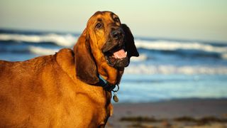 Bloodhound at the beach
