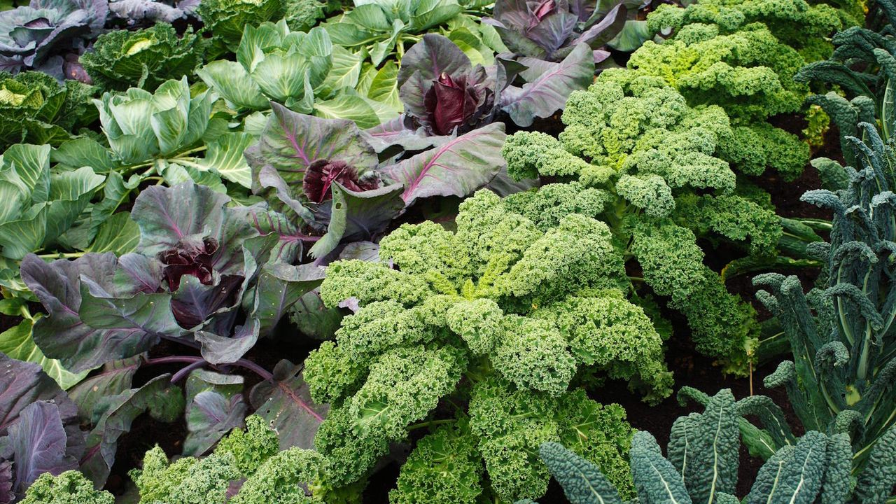 Kale, cabbages, and other brassicas growing in a vegetable garden