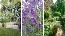 A compilation of three plants to prune in May including clematis, lavender and bay trees