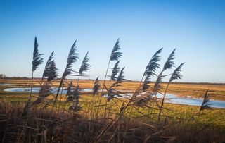 Otmoor Nature Reserve, Oxfordshire