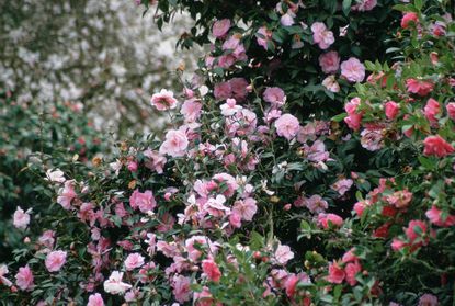 two different pink camellia shrubs growing side by side