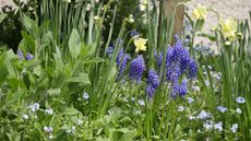 Daffodils, forget me nots and muscari in a sunny spring border