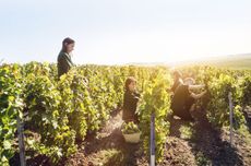 Cramant, Harvest Perrier-Jouet Butte de Saran