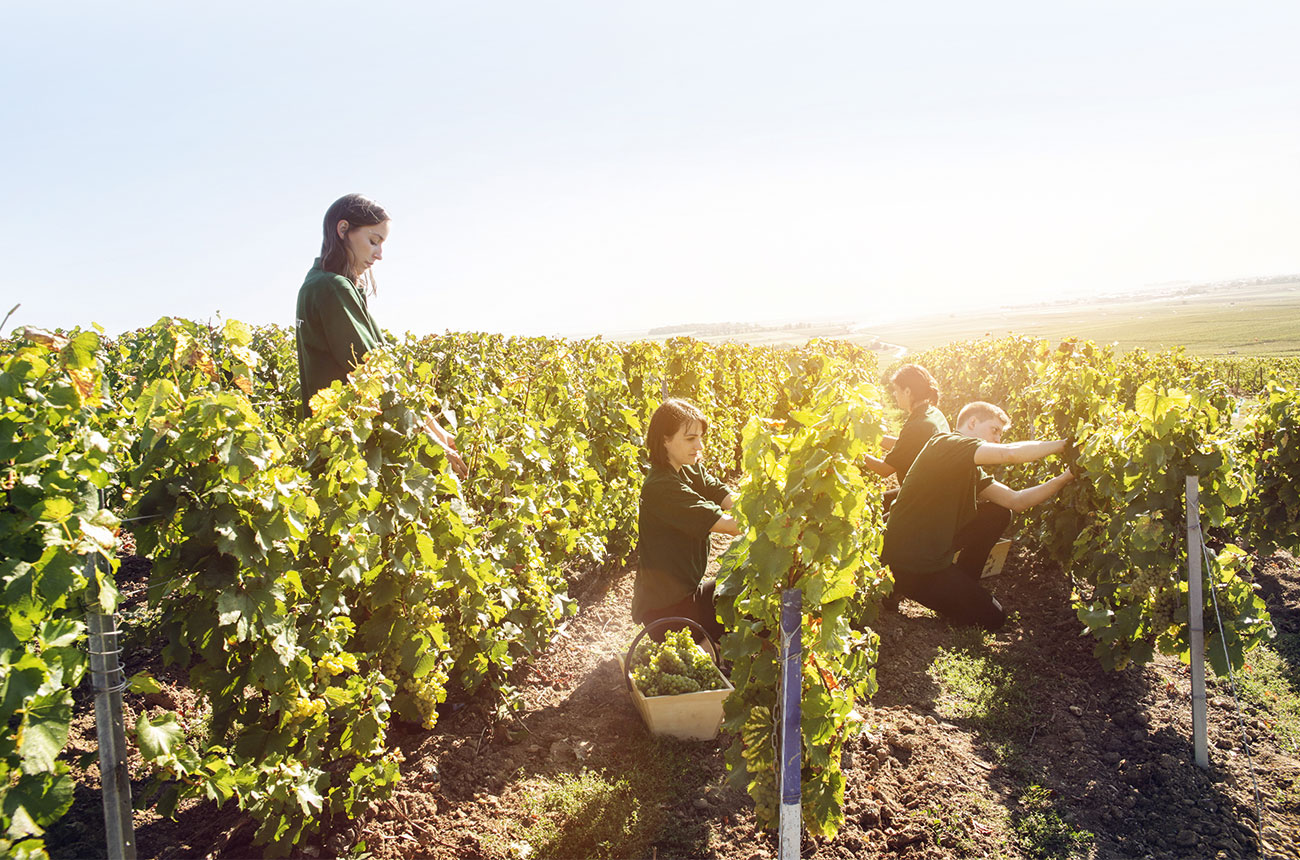 Cramant, Harvest Perrier-Jouet Butte de Saran