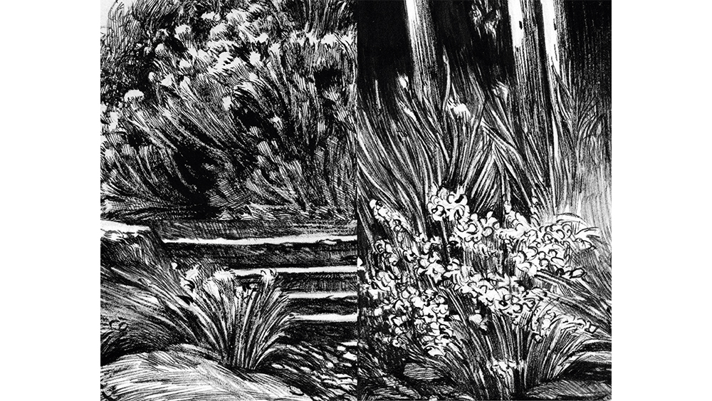 Vegetation drawing in black and white
