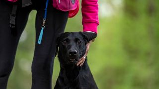 Owner holds hand around dog while on a walk