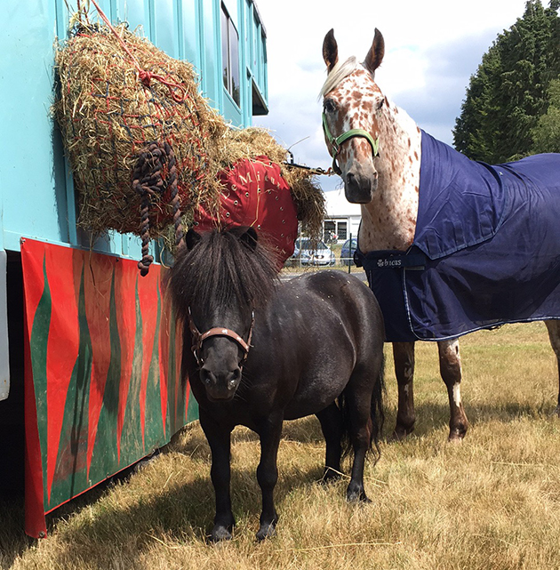 Sugar and Harvey