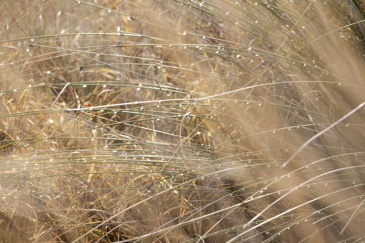 Dew covered reeds, taken with the Canon EOS R100