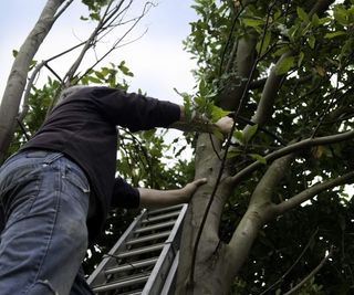 A man pruning tree branches up a ladder