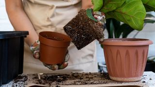 picture of a fiddle leaf fig being repotted into a large pot