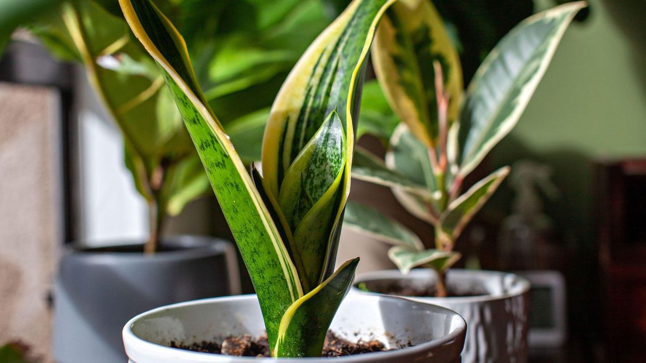 Small snake plants in pots on a table