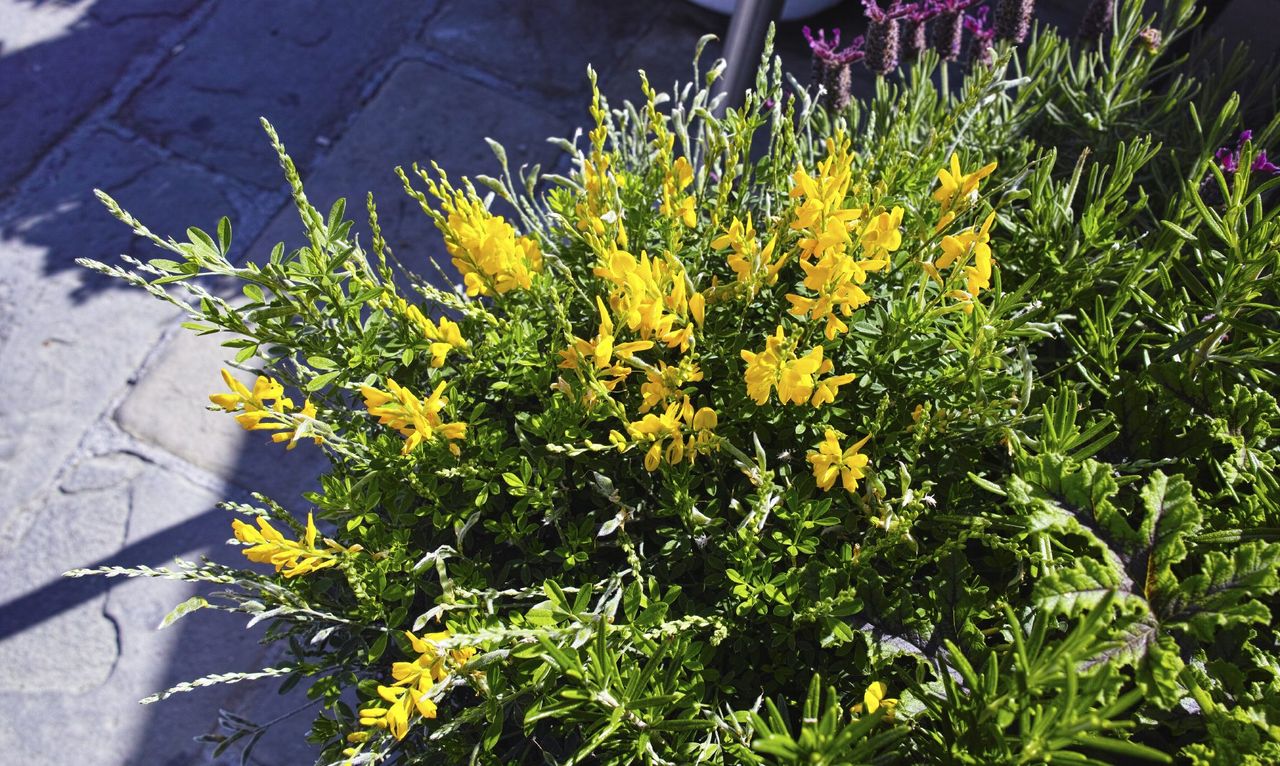 Yellow Flowered Sweet Broom Shrub