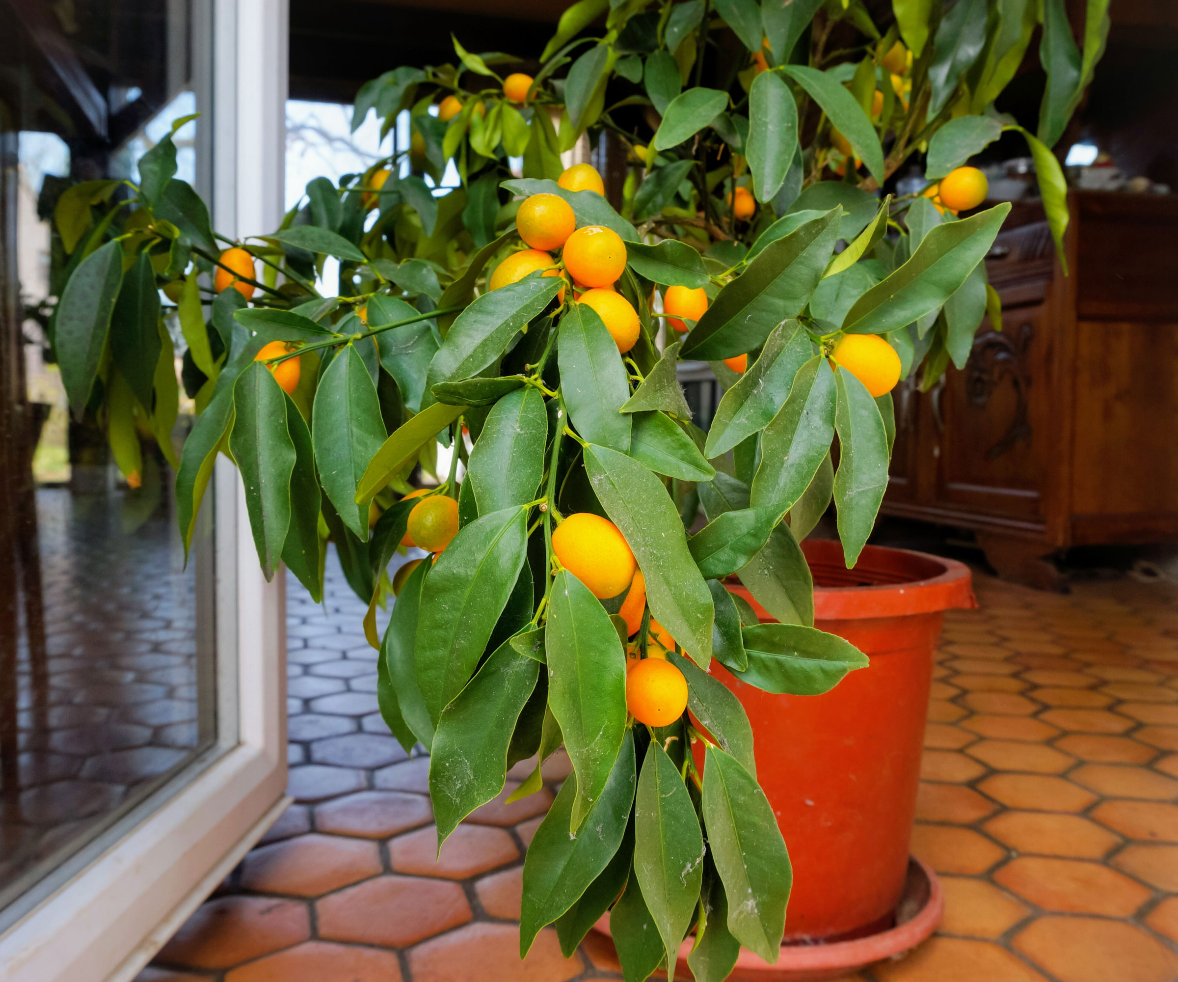 fruiting lemon tree in pot placed in conservatory