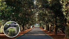 An image of Magnolia Lane with and inset of fallen trees at Augusta National