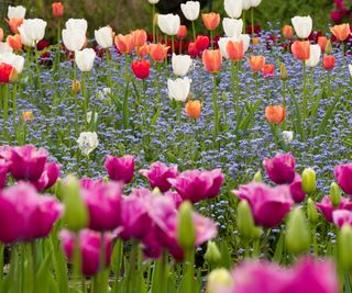 Tulip bulbs planted en masse