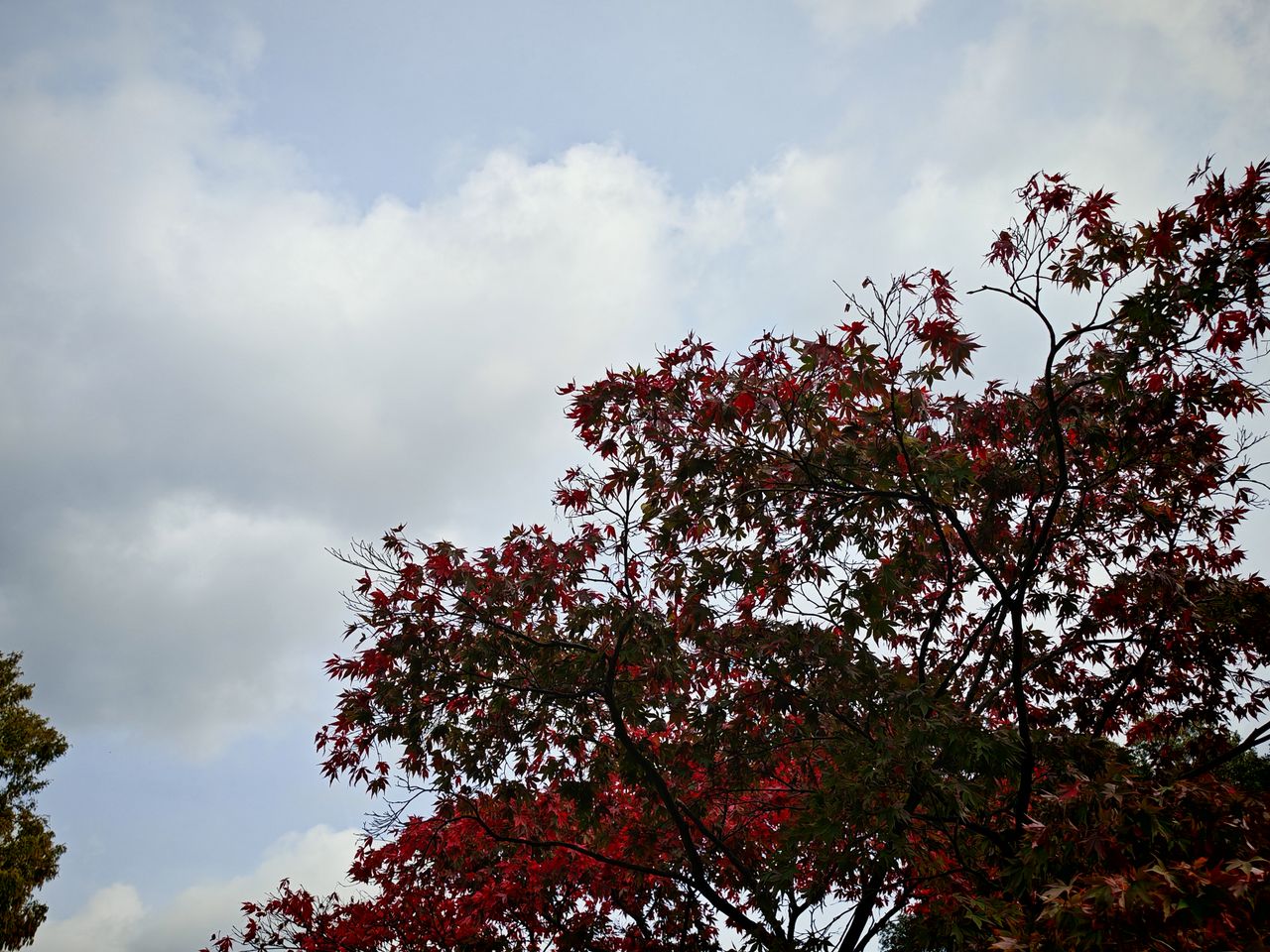 A red tree with a bluey-grey sky