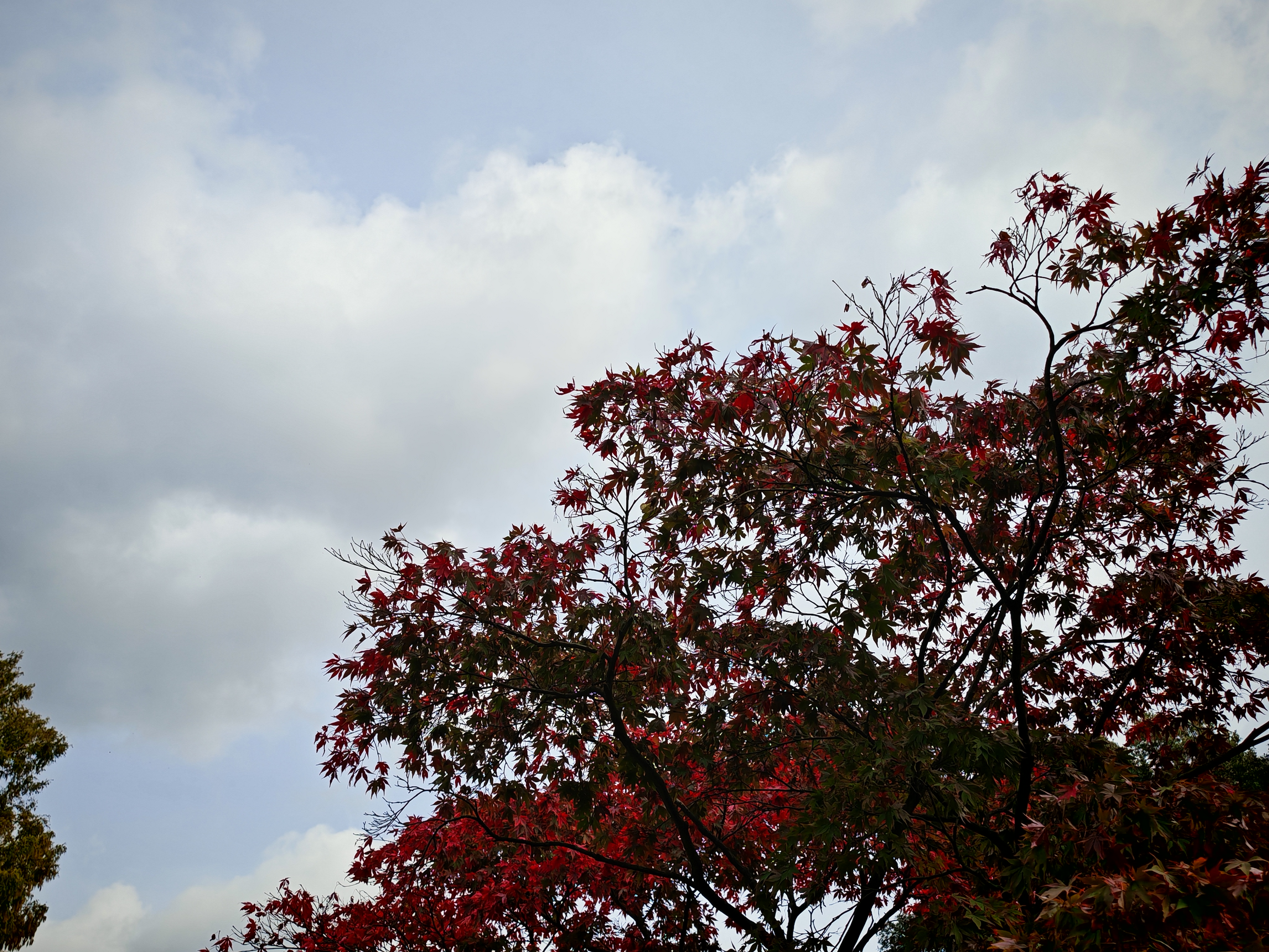 A red tree with a bluey-grey sky