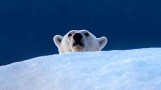 polar bear peeks out from behind some ice