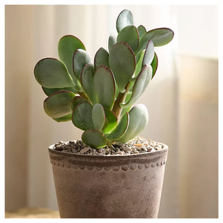 Silver Dollar Jade Plant from Terrain