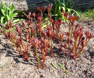 peony sprouting in spring after fall transplant