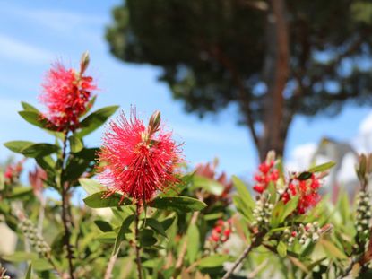 Bright Red Callistemon Bottlebrush Plant