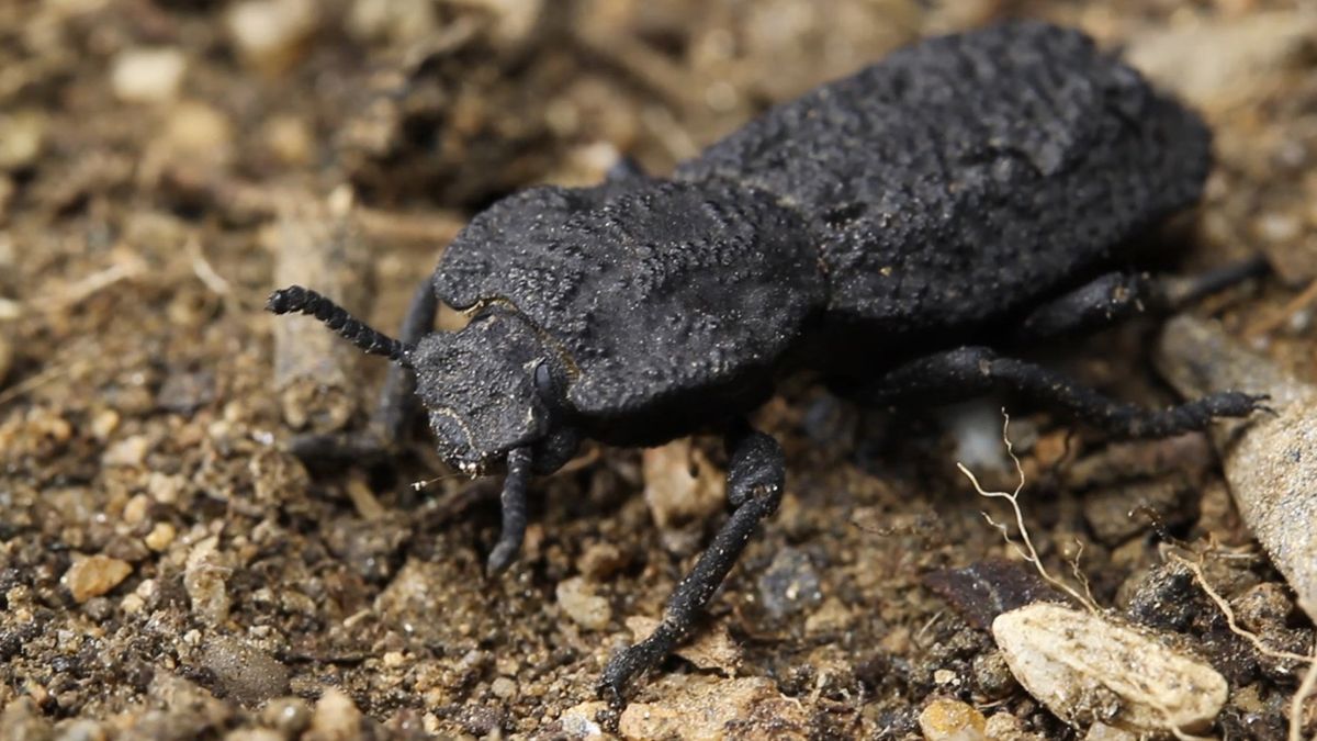 You can't squish this 'iron' beetle. Now, scientists know why. - Live Science