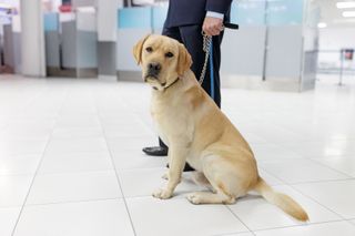 Labrador sat in the aiport