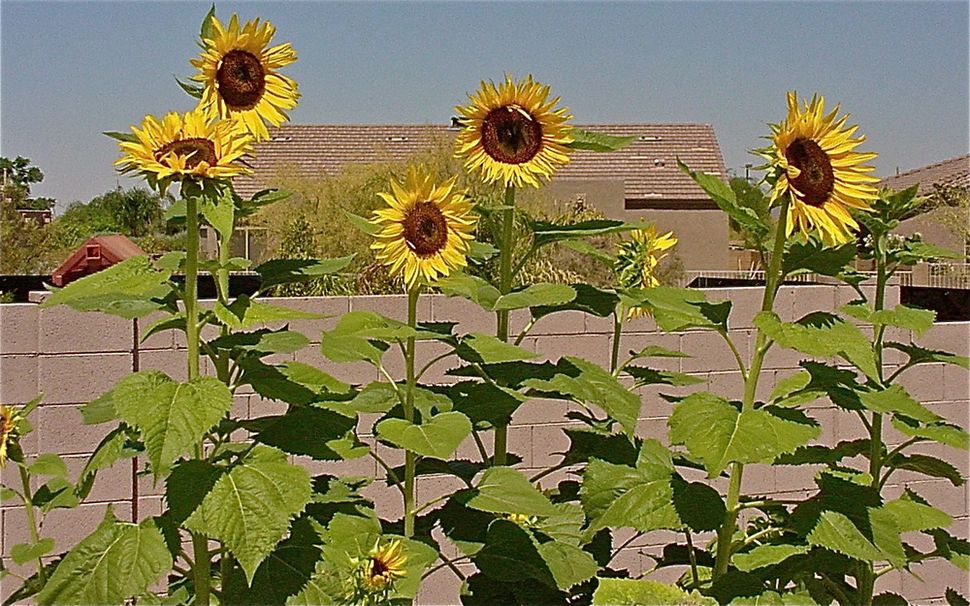 Sunflower Photos Types of Sunflowers Live Science
