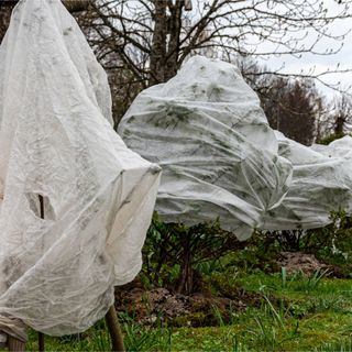 Horticultural fleece plant cover wrap on plants in garden