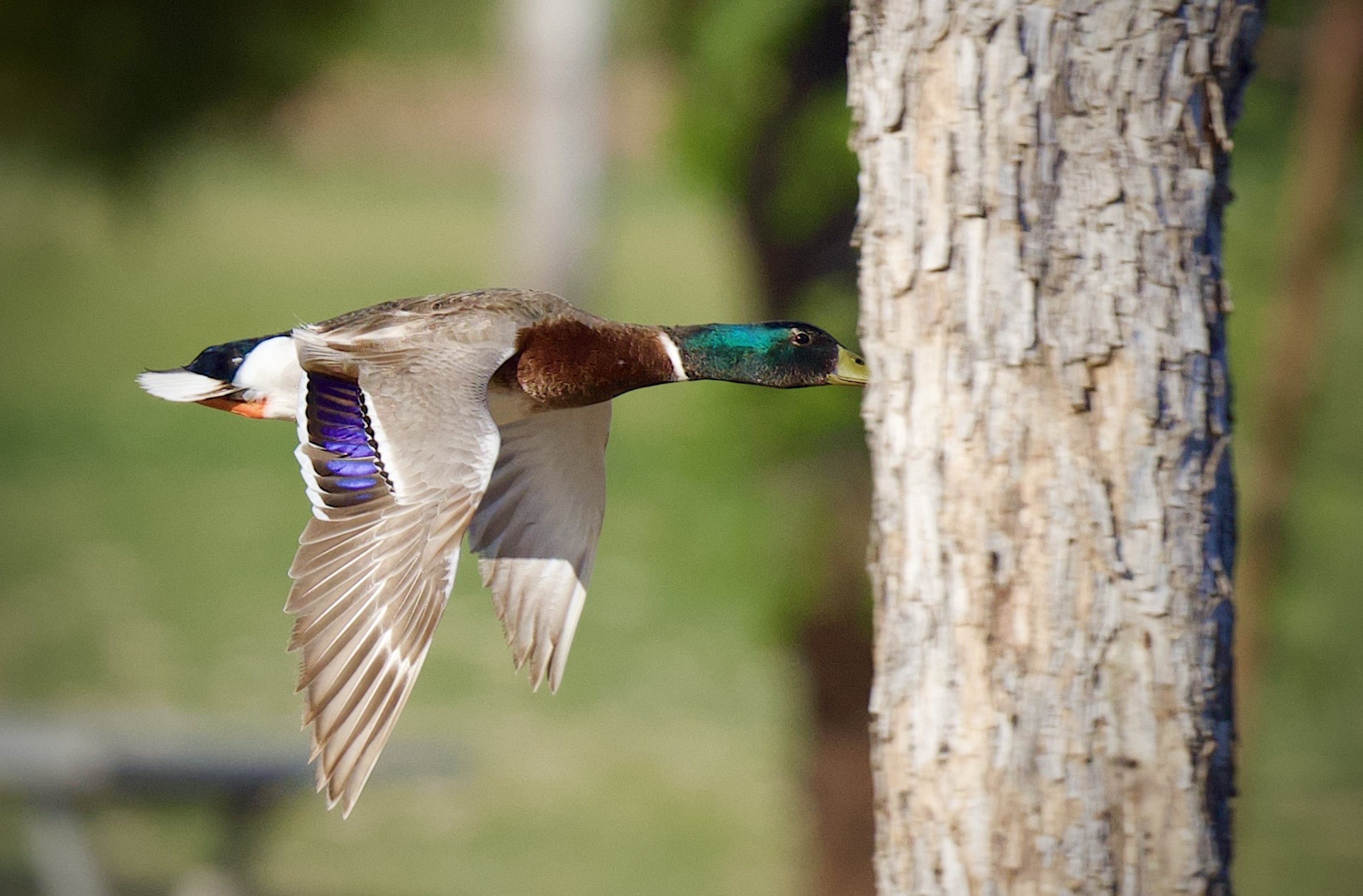 Um pato-real é fotografado em pleno voo.