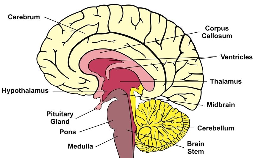 How menstruation affects brain structures