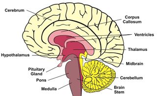 human memory diagram