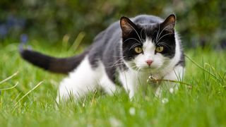 Black and white cat stalking a mouse in the grass