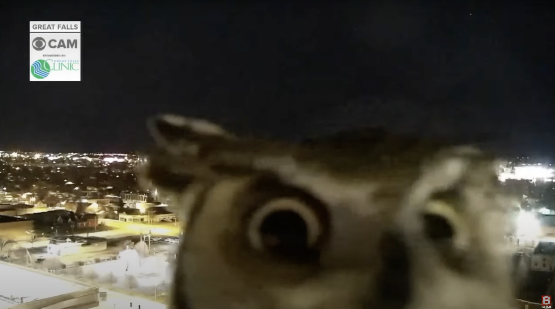 Owl inspects camera, sensation Digital Camera World
